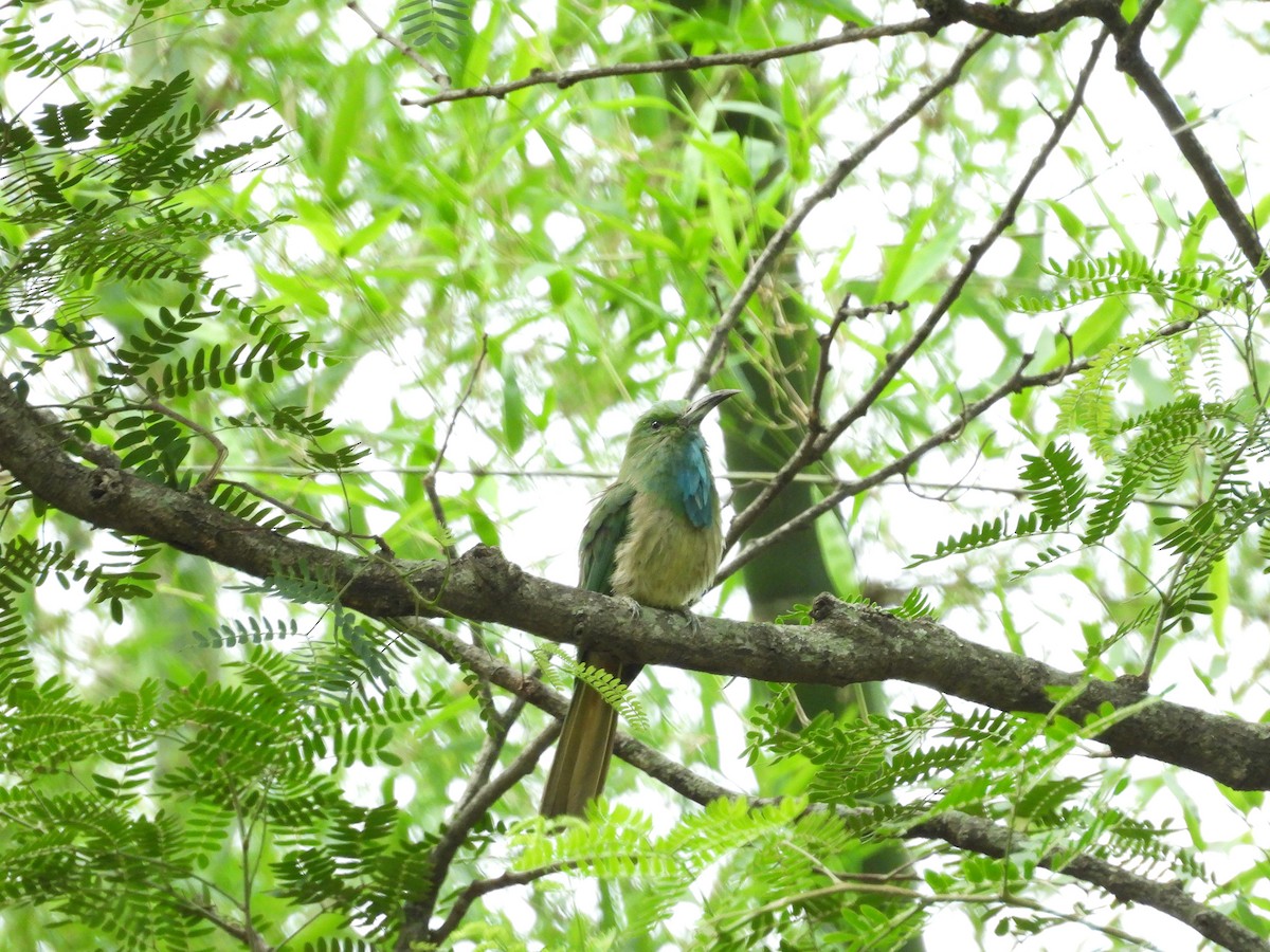 Blue-bearded Bee-eater - ML619614087
