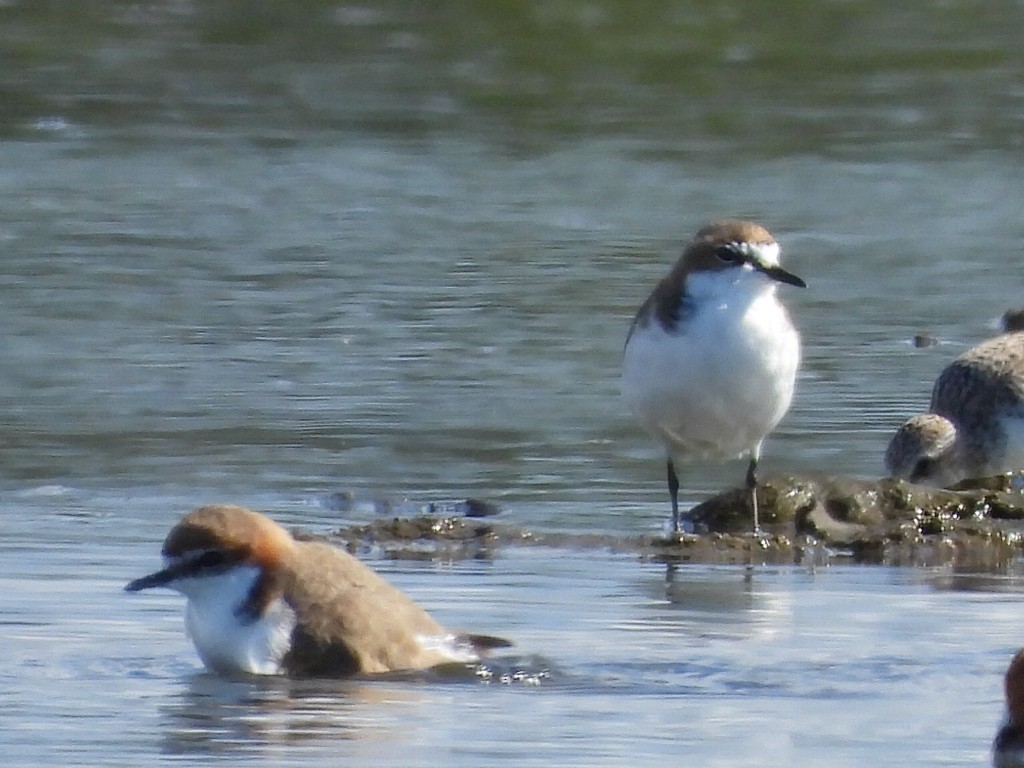 Red-capped Plover - ML619614115