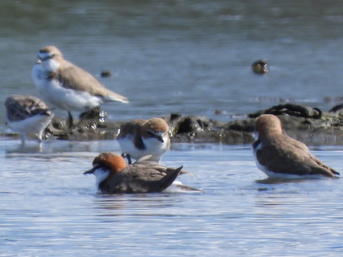 Red-capped Plover - ML619614116