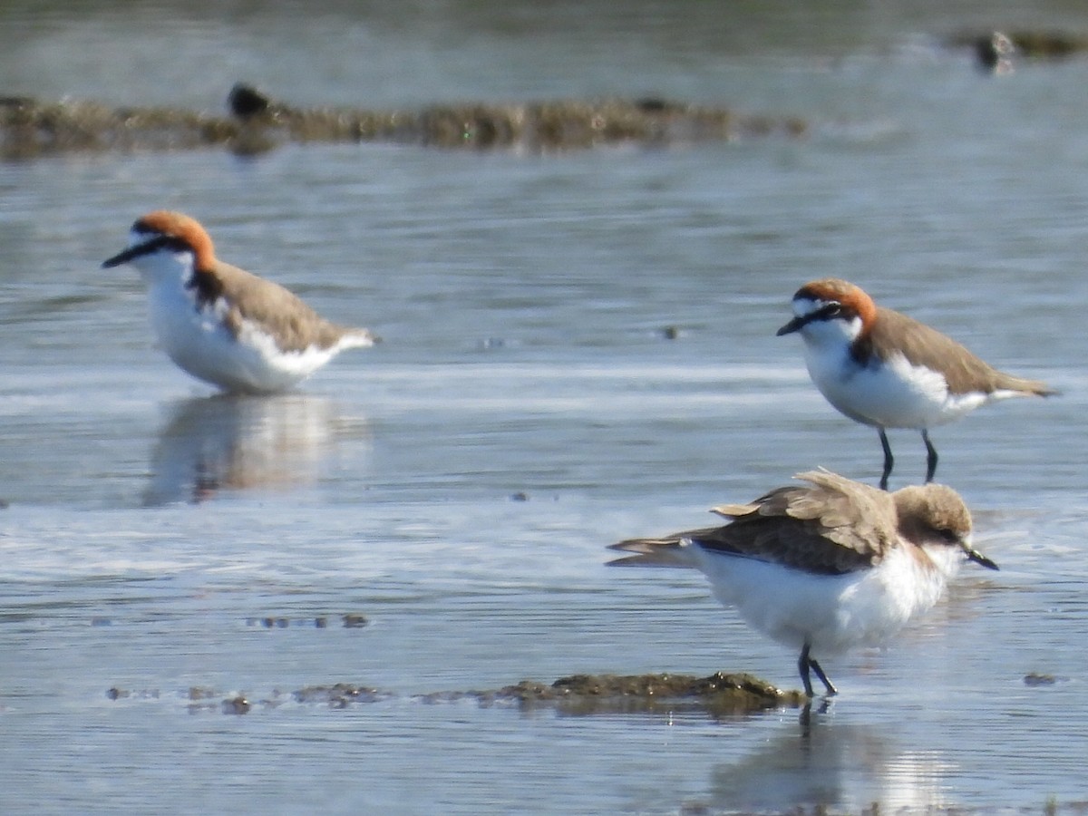 Red-capped Plover - ML619614117