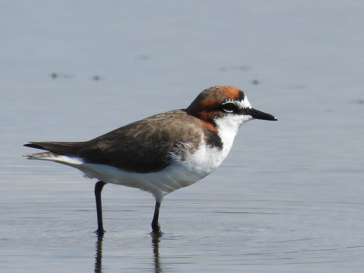 Red-capped Plover - ML619614118