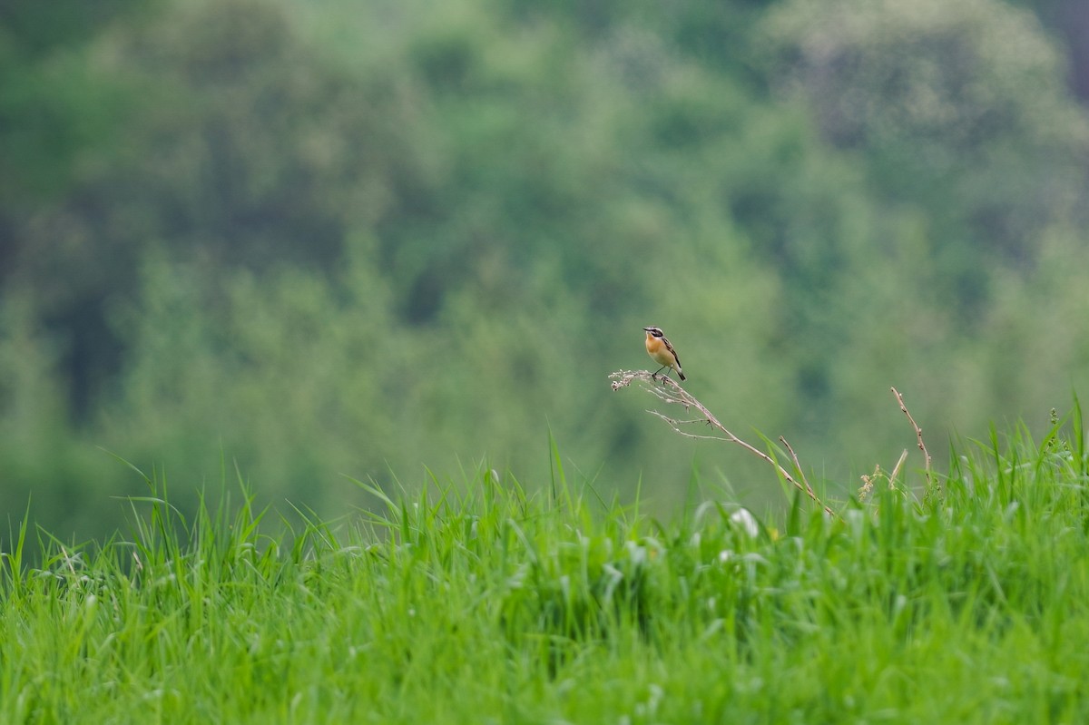 Whinchat - ML619614162