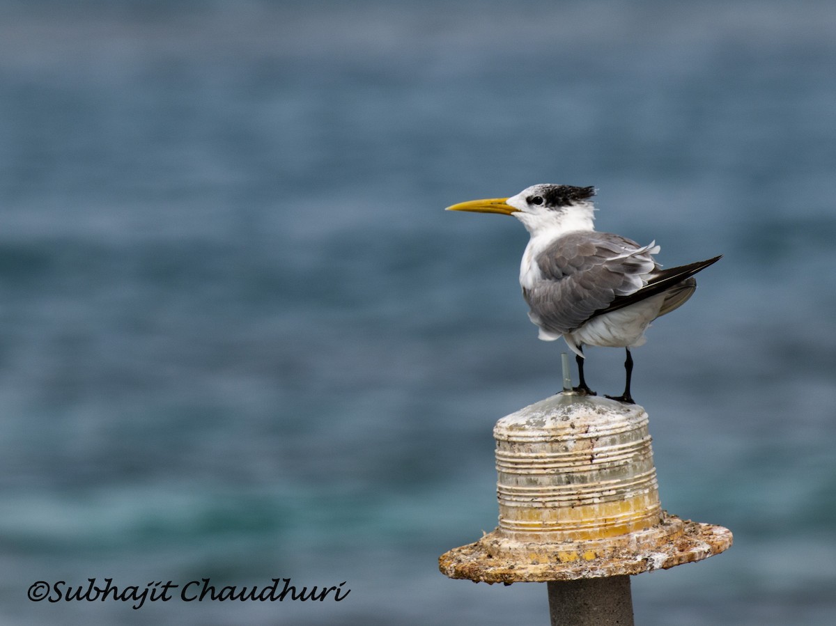 Great Crested Tern - ML619614187