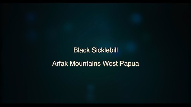 Black Sicklebill - ML619614195