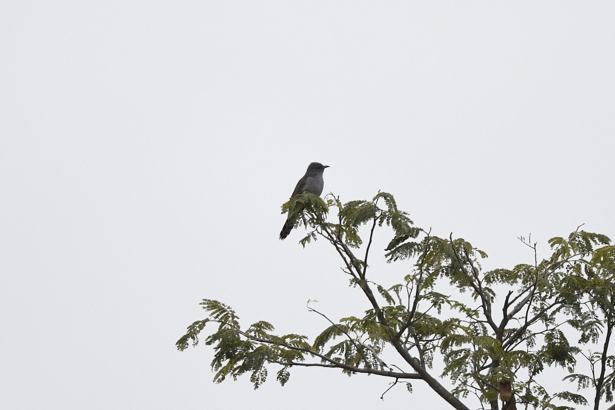 Gray-bellied Cuckoo - ML619614202