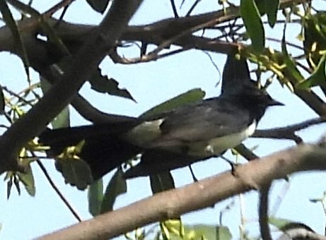 Willie-wagtail - ML619614232
