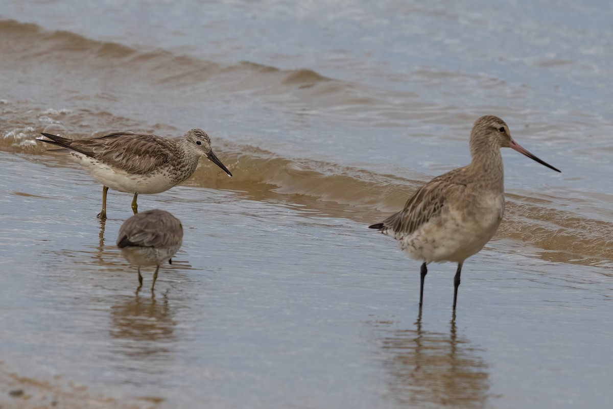 Great Knot - ML619614239