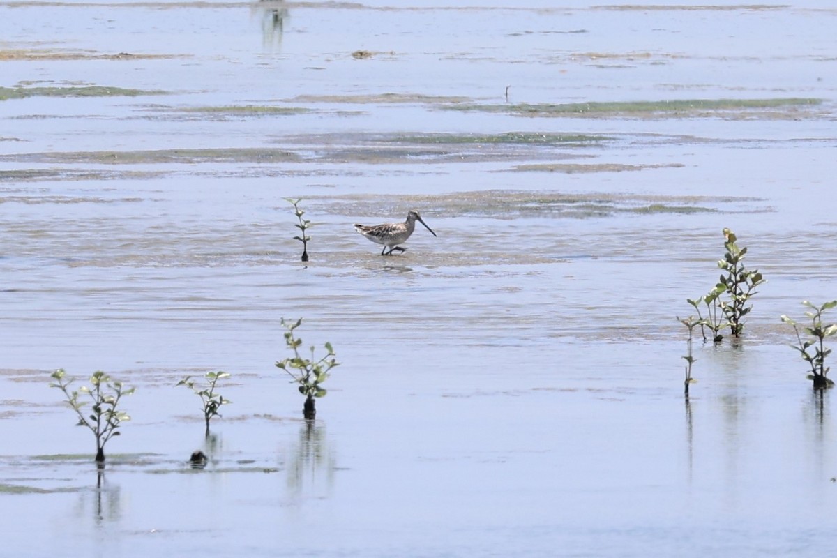 Asian Dowitcher - ML619614264