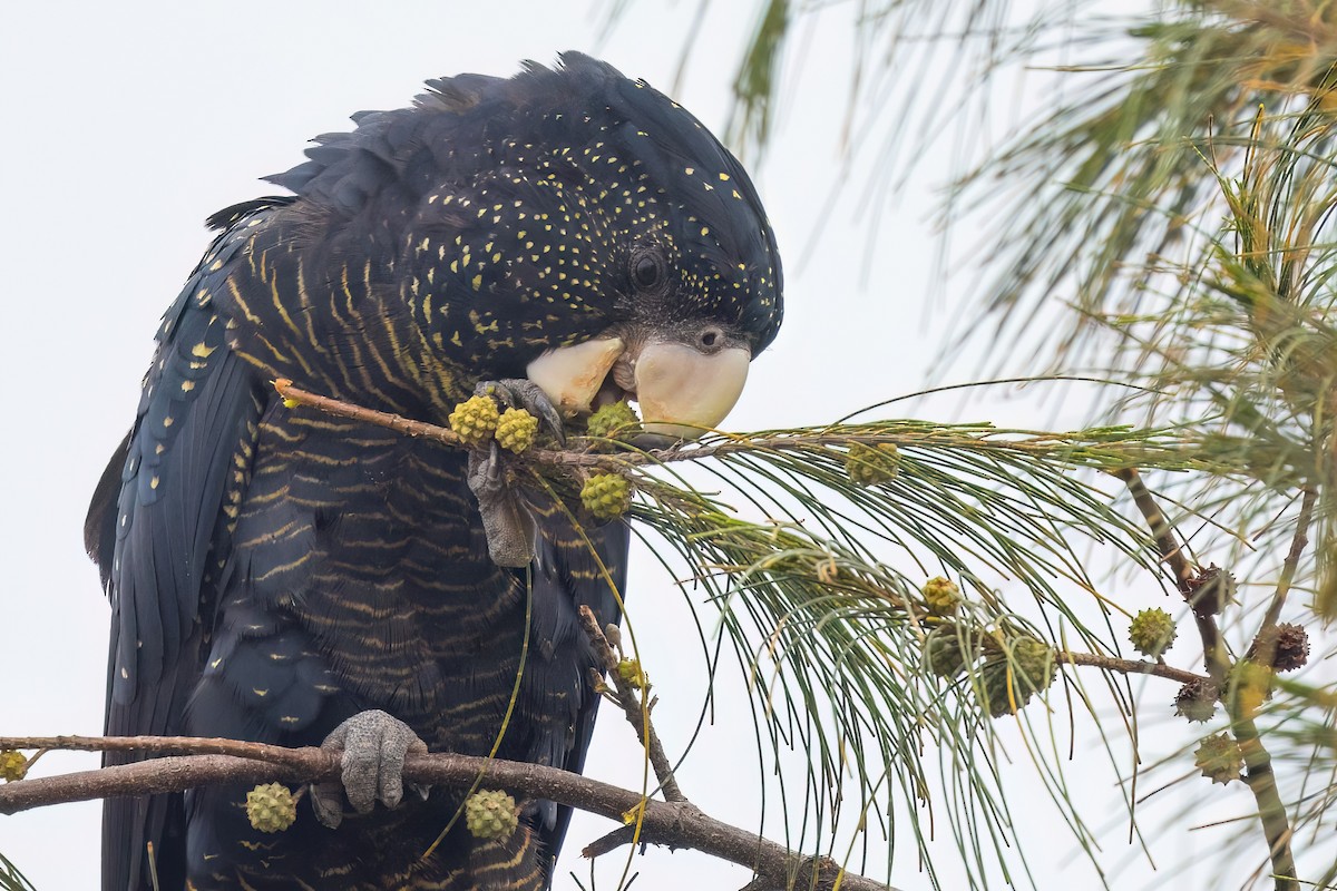 Red-tailed Black-Cockatoo - ML619614271