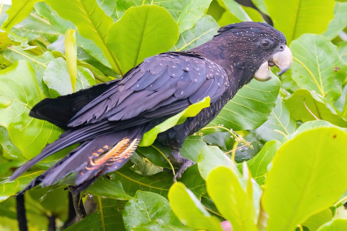 Red-tailed Black-Cockatoo - ML619614273