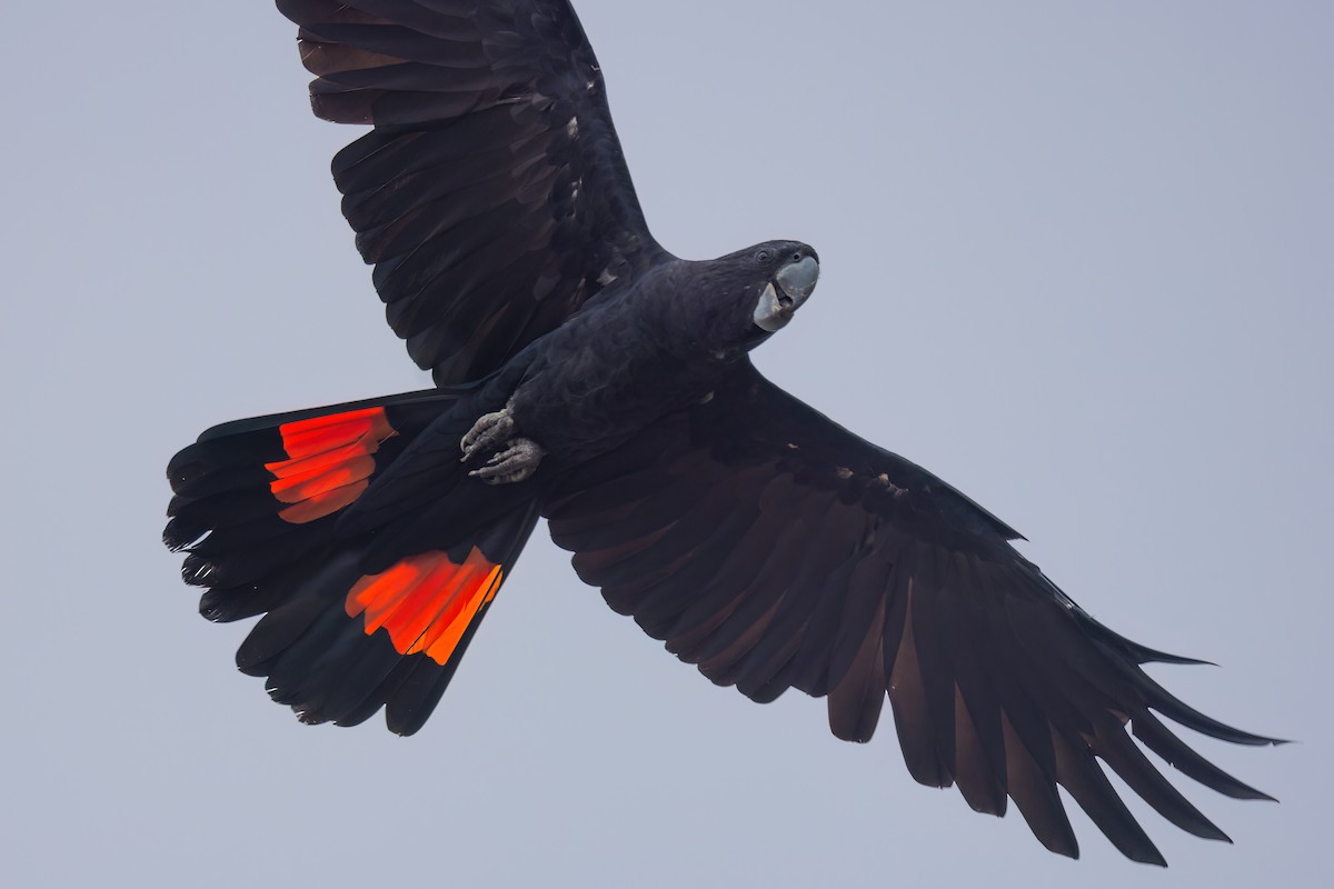 Red-tailed Black-Cockatoo - ML619614274