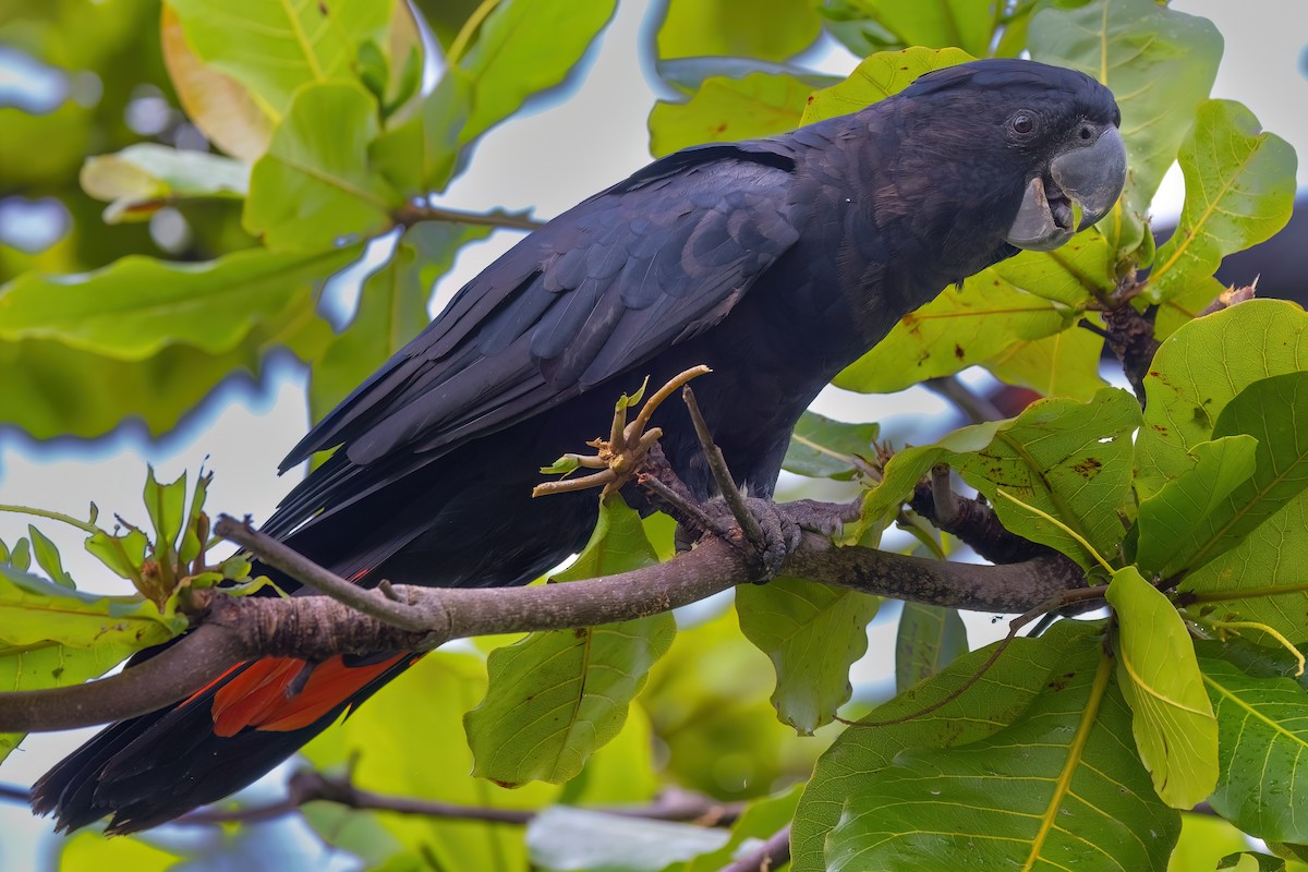 Red-tailed Black-Cockatoo - ML619614276