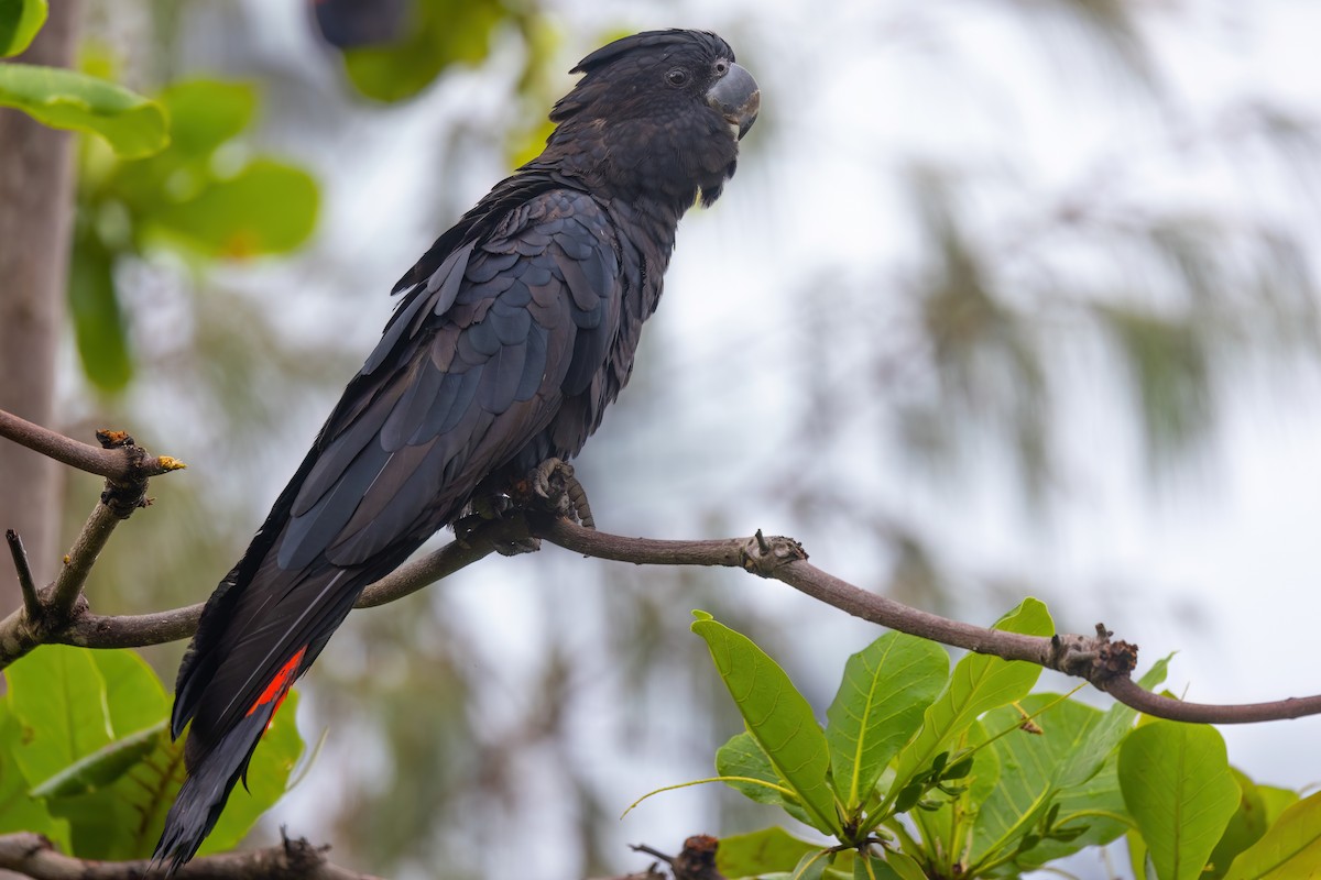 Red-tailed Black-Cockatoo - ML619614277