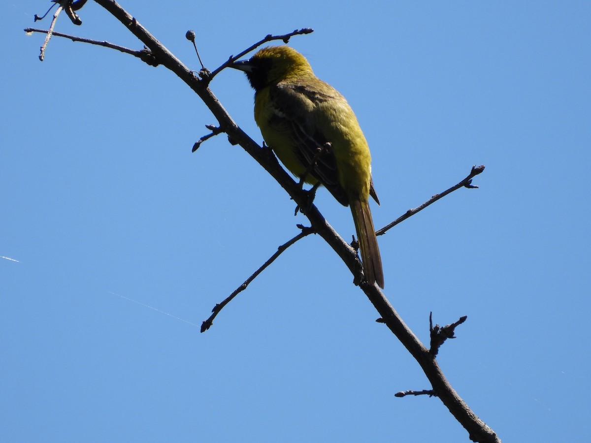 Orchard Oriole - ML619614322