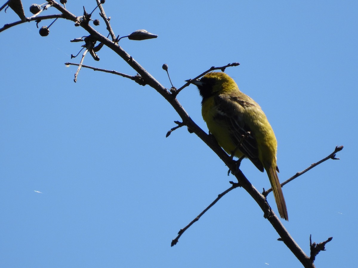 Orchard Oriole - ML619614324