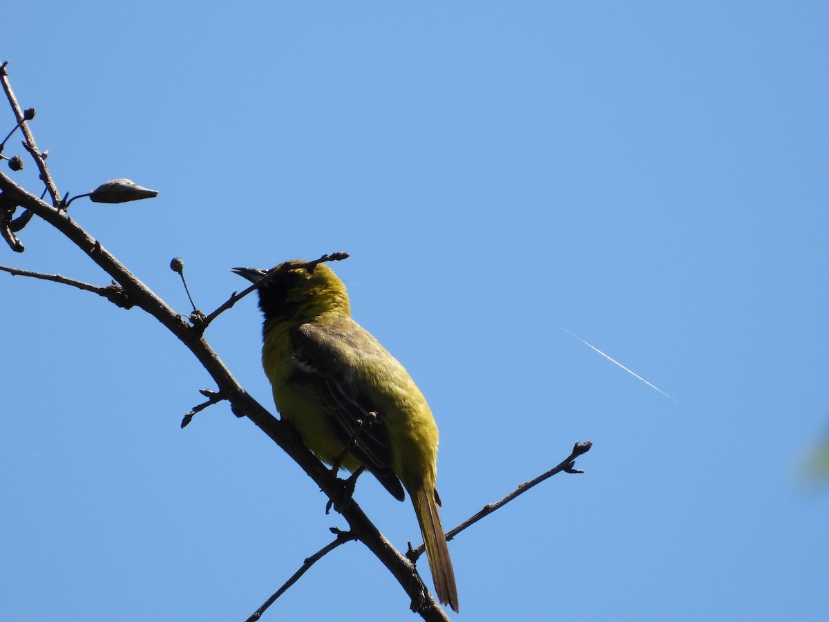 Orchard Oriole - ML619614325
