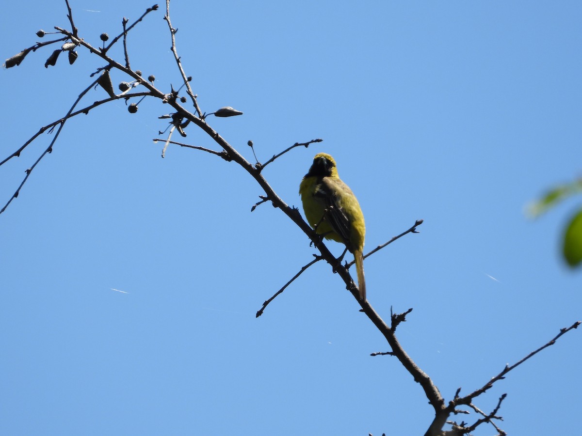 Orchard Oriole - ML619614326