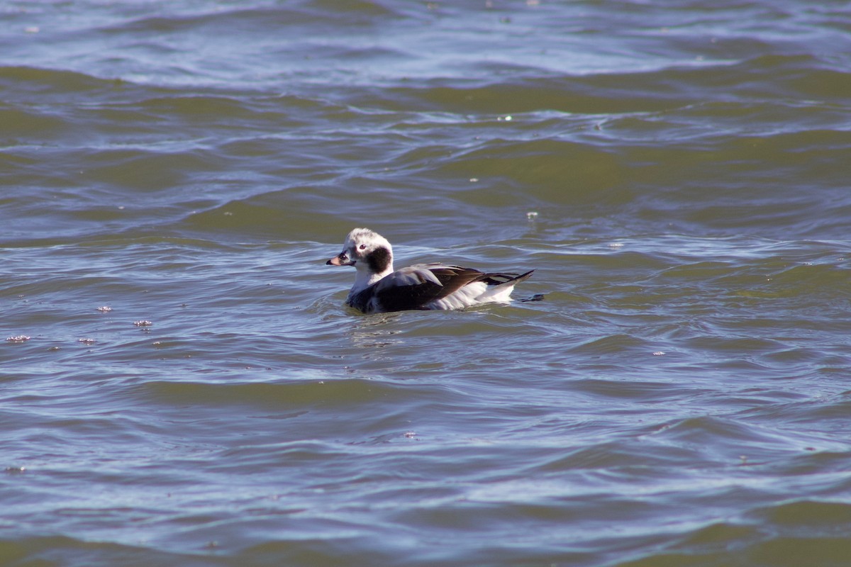 Long-tailed Duck - ML619614348