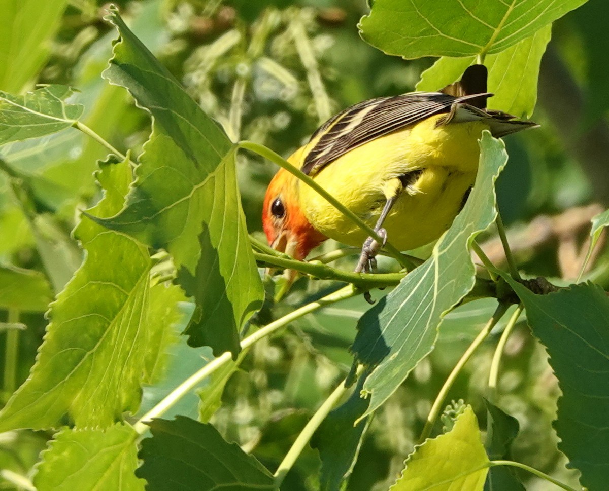 Western Tanager - ML619614388