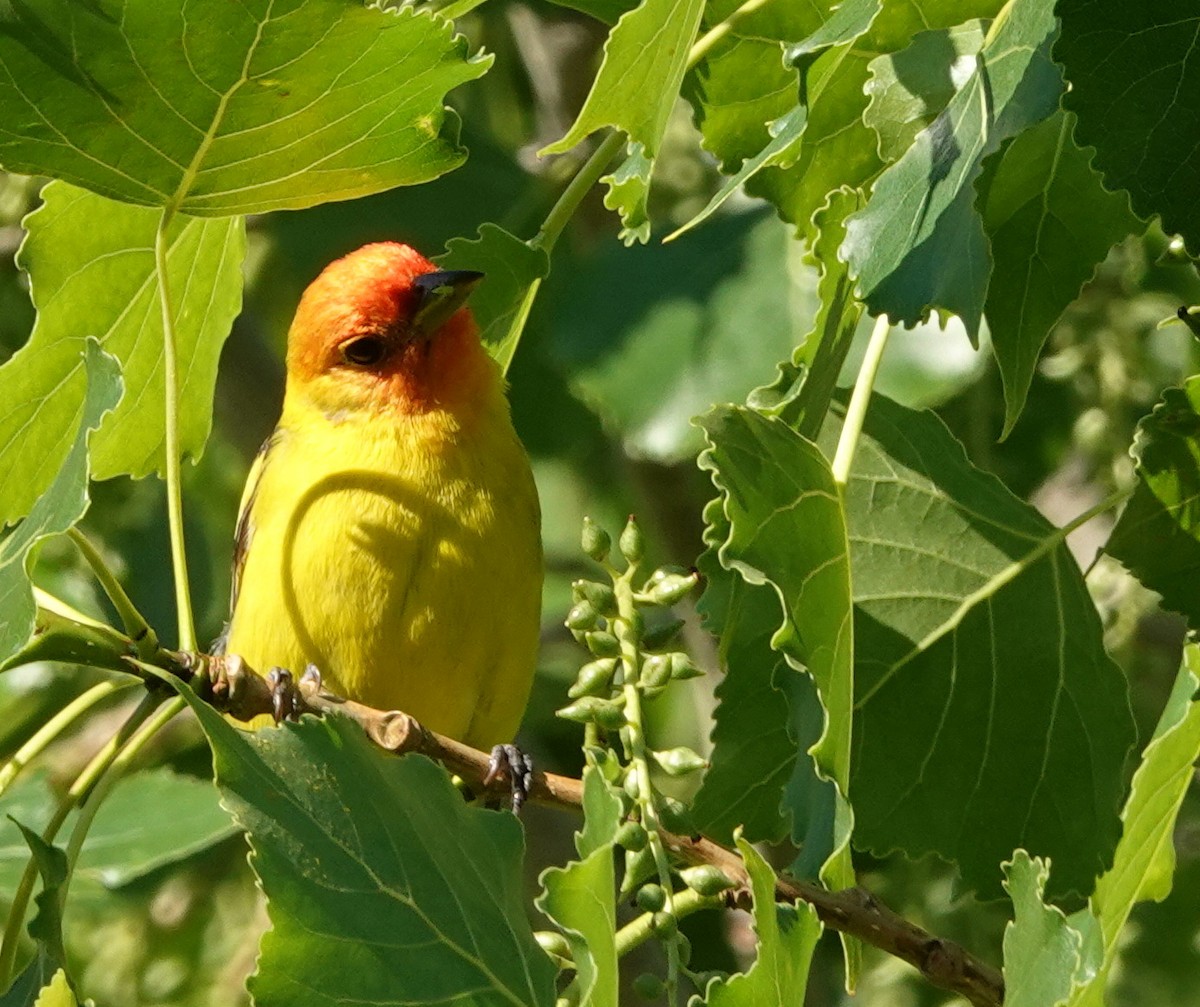 Western Tanager - ML619614389