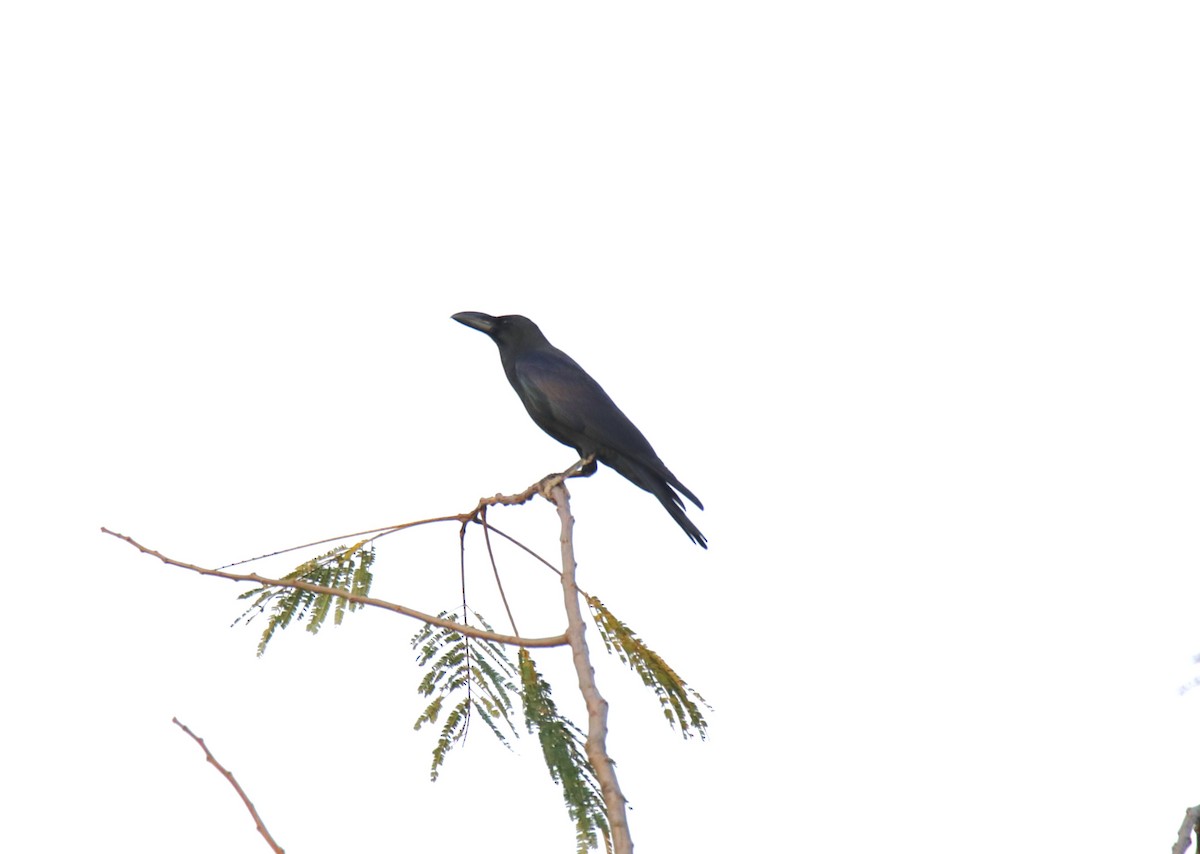 Large-billed Crow - ML619614412