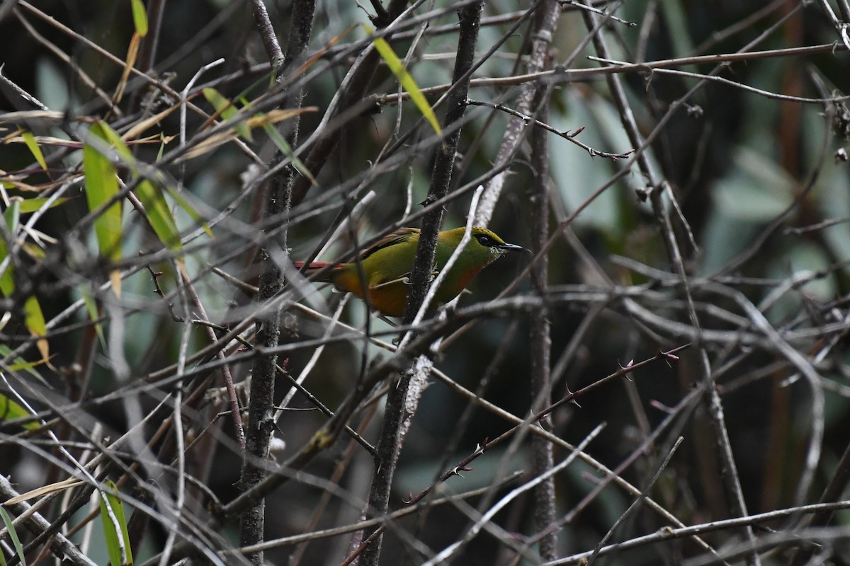 Fire-tailed Myzornis - ML619614461
