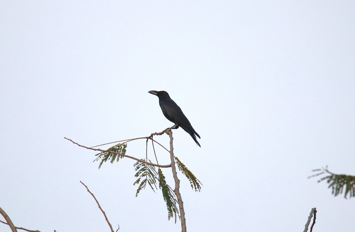 Large-billed Crow - ML619614463