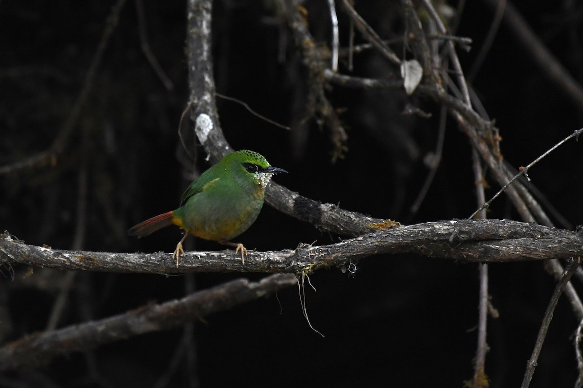 Fire-tailed Myzornis - ML619614470