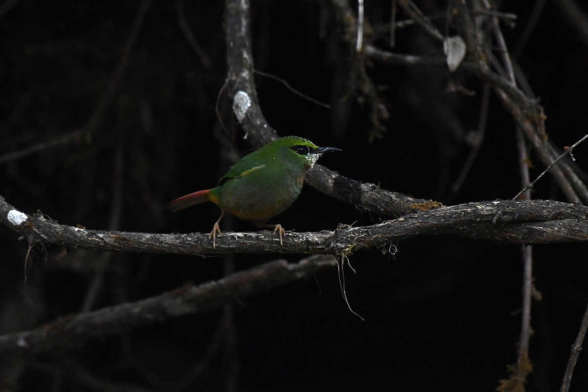 Fire-tailed Myzornis - ML619614471