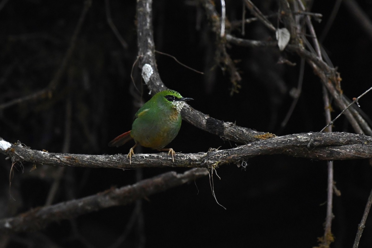 Fire-tailed Myzornis - ML619614472