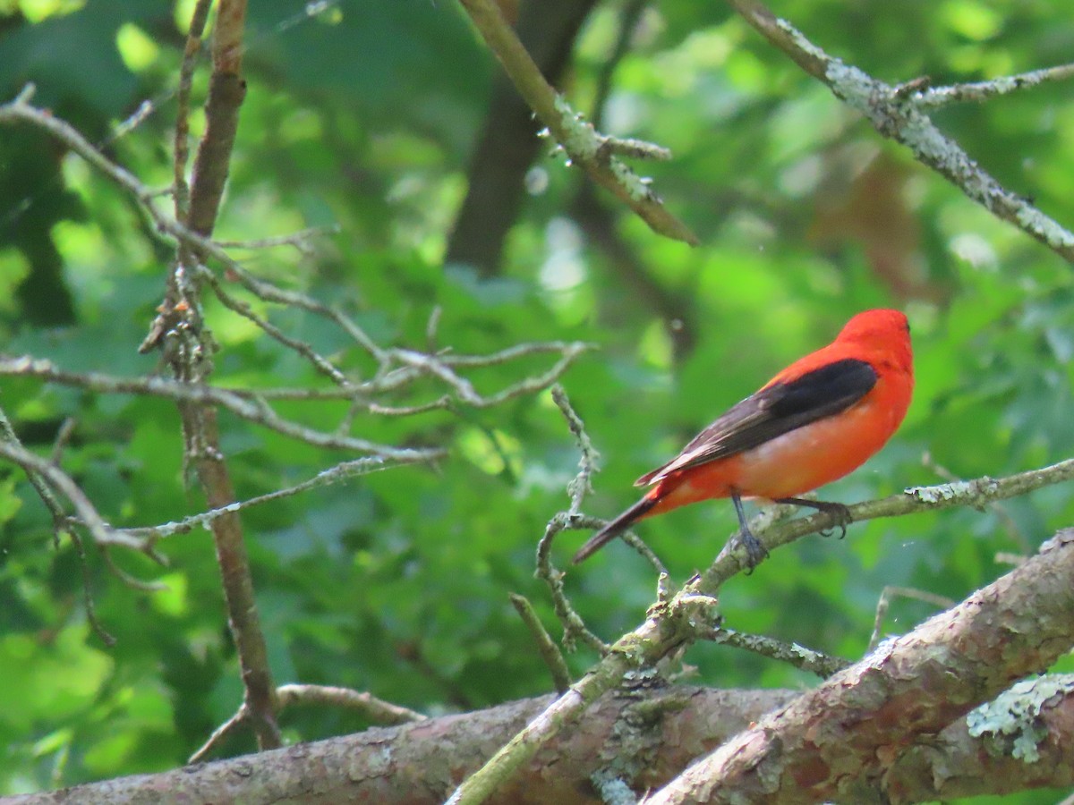 Scarlet Tanager - ML619614486