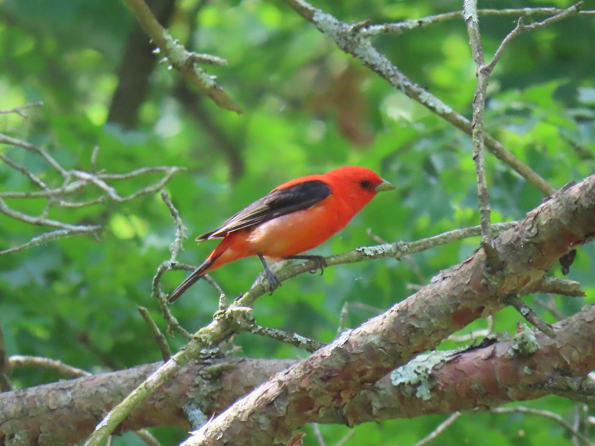 Scarlet Tanager - ML619614487
