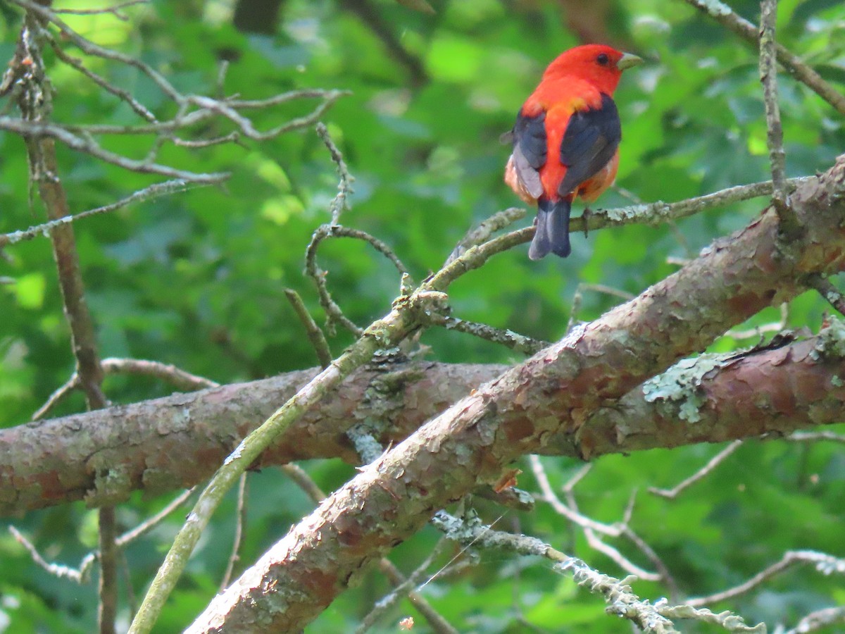 Scarlet Tanager - ML619614488