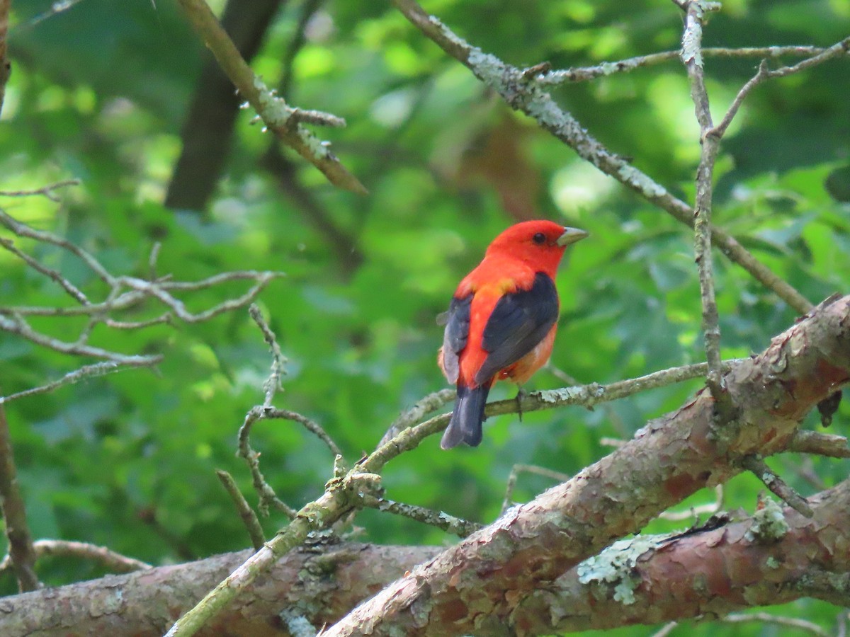 Scarlet Tanager - ML619614489