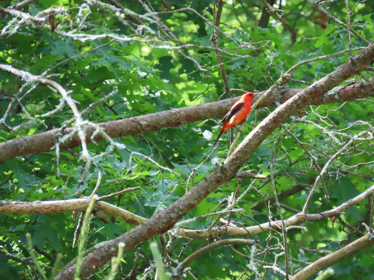 Scarlet Tanager - ML619614491