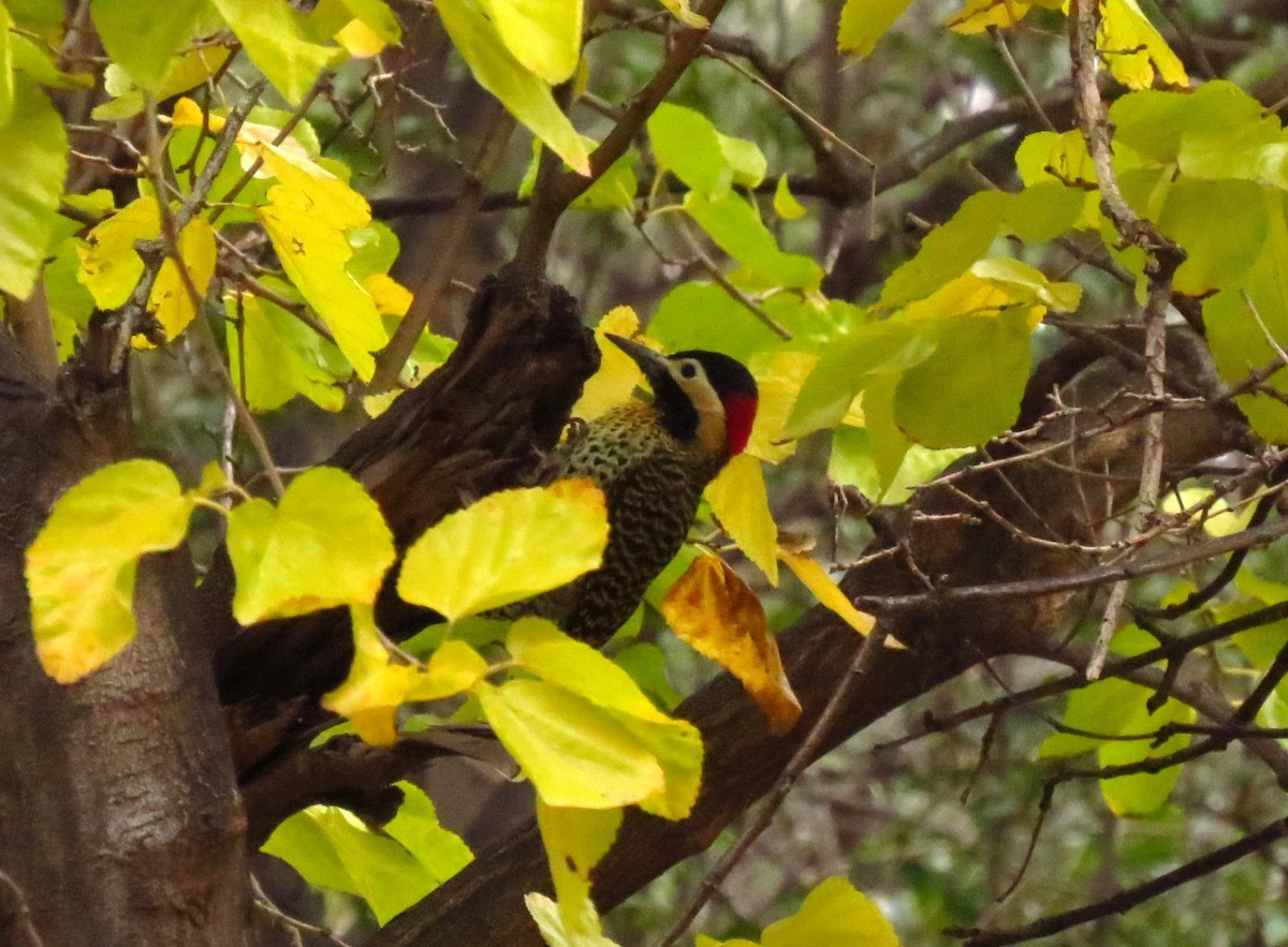 Green-barred Woodpecker - ML619614498
