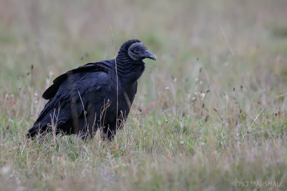Black Vulture - ML619614513