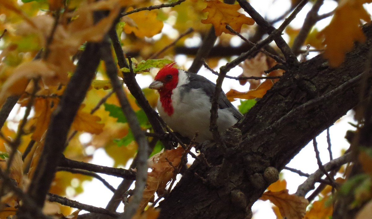 Red-crested Cardinal - ML619614520