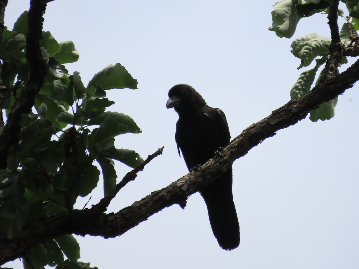 Large-billed Crow - ML619614538