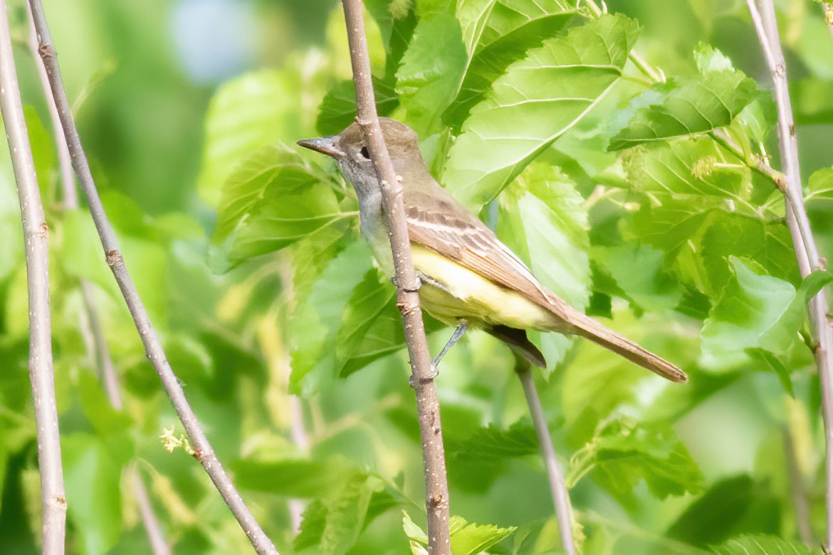 Great Crested Flycatcher - ML619614554