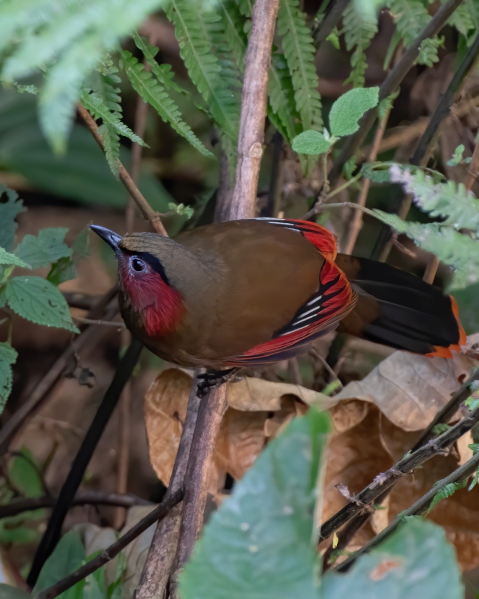 Red-faced Liocichla - ML619614666