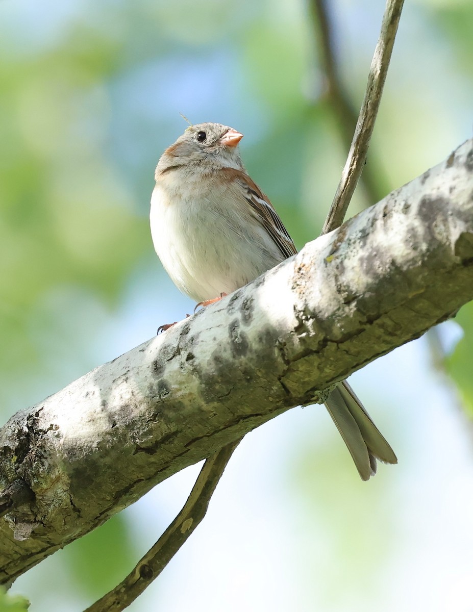 Field Sparrow - ML619614668