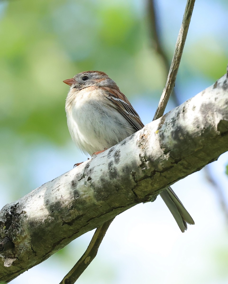 Field Sparrow - ML619614670