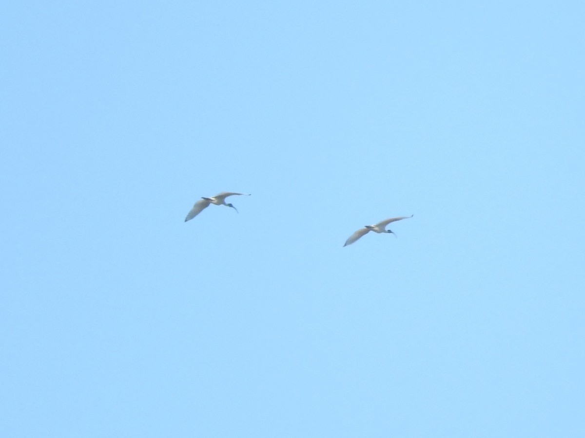 ibis australský - ML619614702