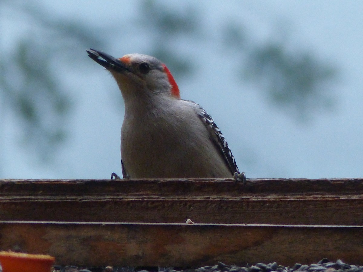 Red-bellied Woodpecker - ML619614731