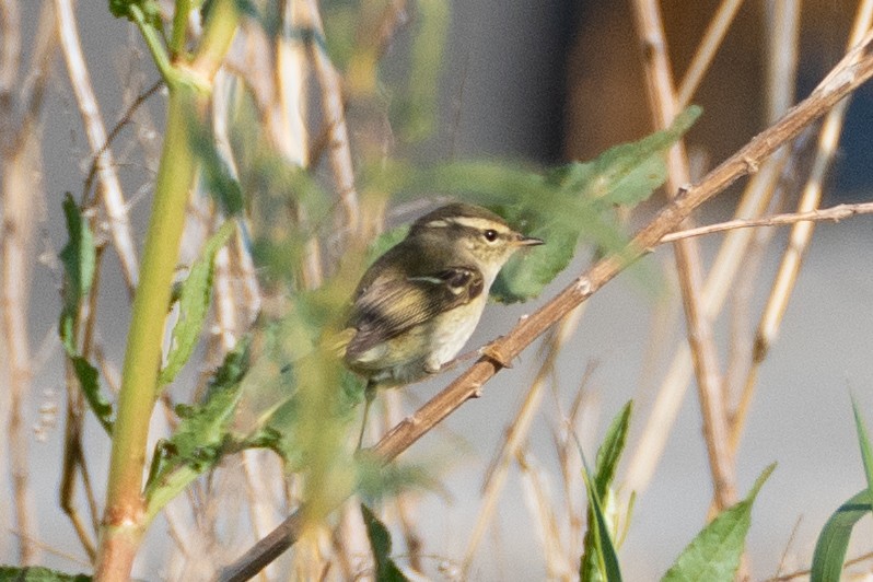 Yellow-browed Warbler - ML619614741