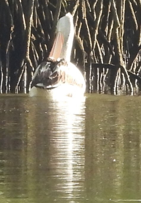 pelikán australský - ML619614750