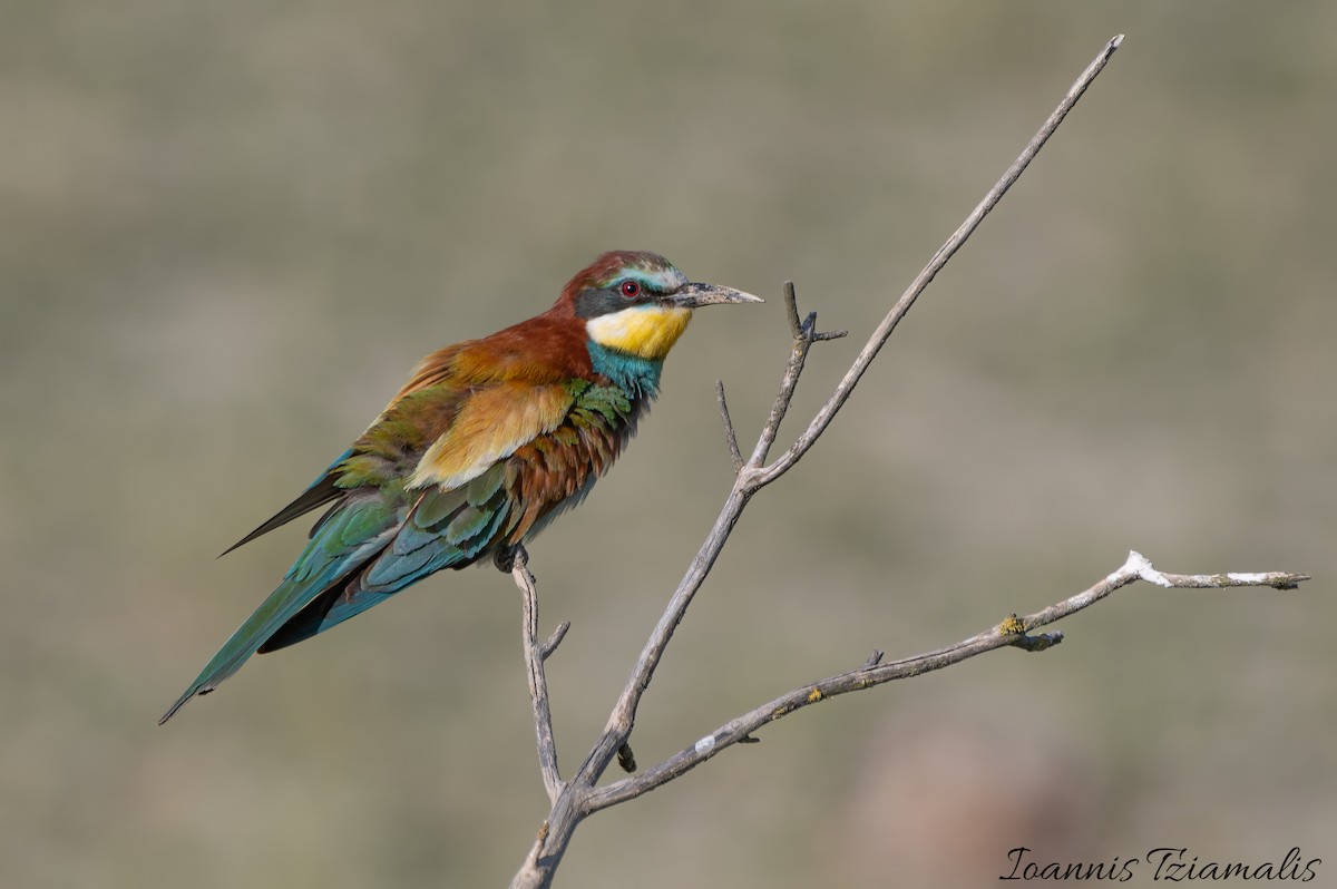European Bee-eater - ML619614769