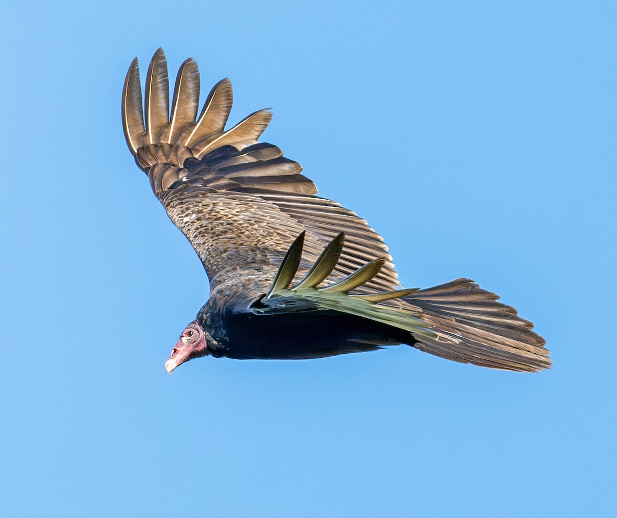 Turkey Vulture - ML619614816