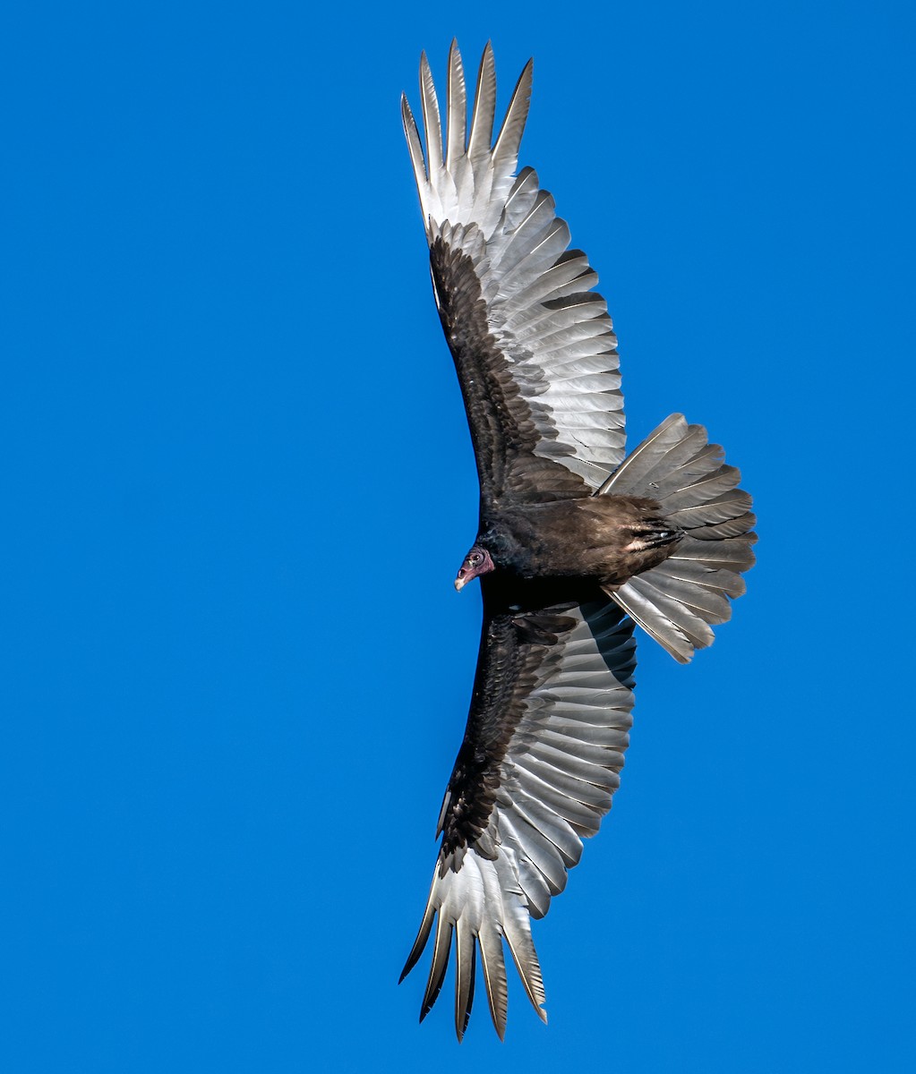 Turkey Vulture - ML619614817